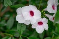 Bower of beauty Pandorea jasminoides white trumpet-shapedÃÂ flowers with pink eye Royalty Free Stock Photo